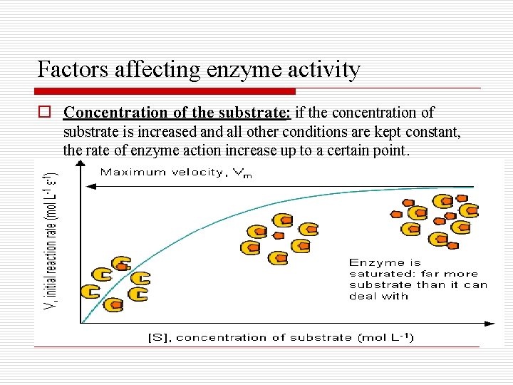 Factors affecting enzyme activity o Concentration of the substrate: if the concentration of substrate