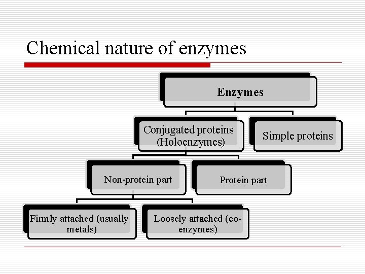 Chemical nature of enzymes Enzymes Conjugated proteins (Holoenzymes) Non-protein part Firmly attached (usually metals)