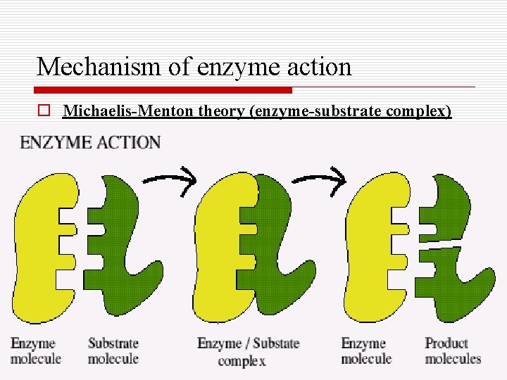 Mechanism of enzyme action o Michaelis-Menton theory (enzyme-substrate complex) 