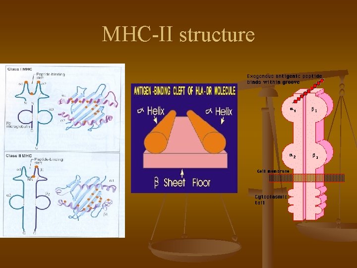 MHC-II structure 