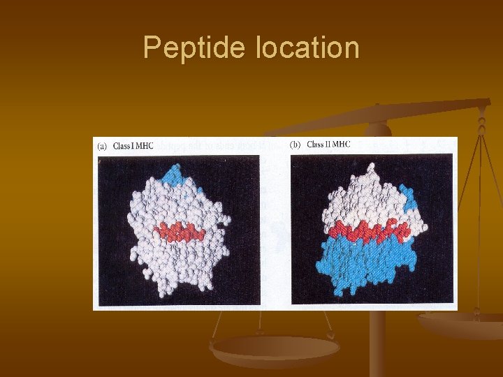 Peptide location 