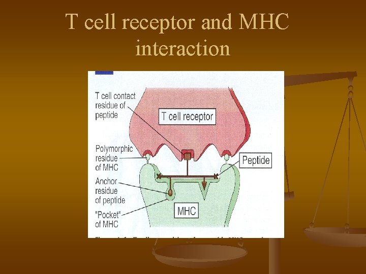 T cell receptor and MHC interaction 
