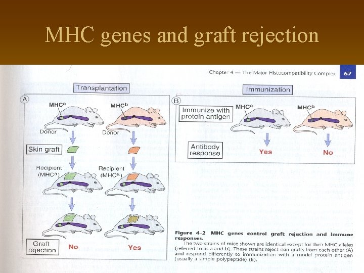 MHC genes and graft rejection 