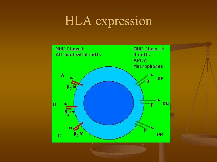 HLA expression 
