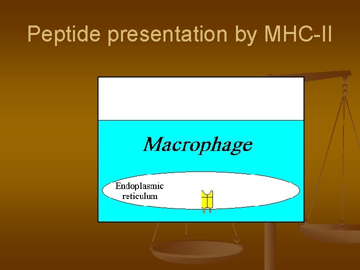 Peptide presentation by MHC-II 