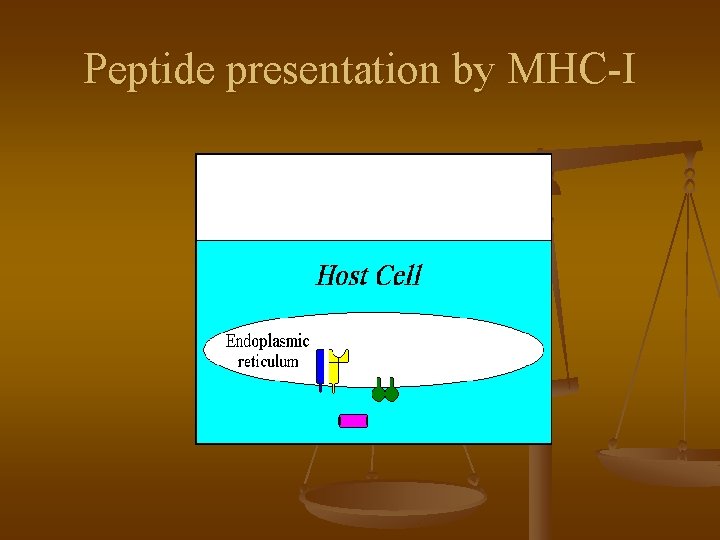 Peptide presentation by MHC-I 