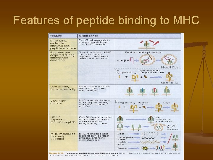 Features of peptide binding to MHC 