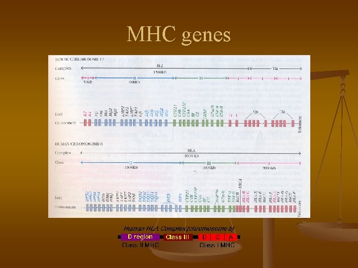MHC genes 