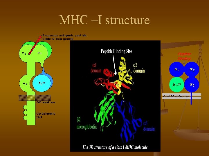 MHC –I structure 