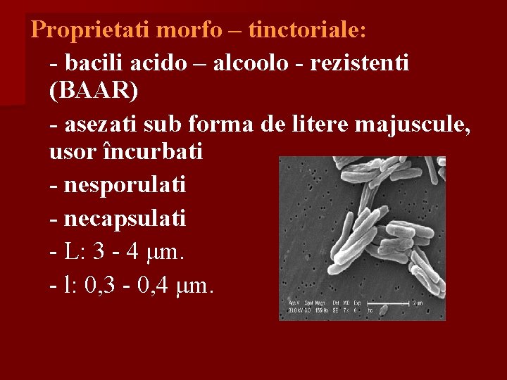 Proprietati morfo – tinctoriale: - bacili acido – alcoolo - rezistenti (BAAR) - asezati