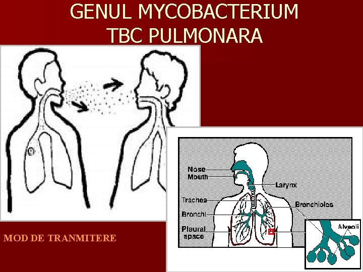 GENUL MYCOBACTERIUM TBC PULMONARA MOD DE TRANMITERE 