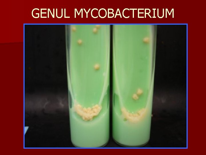 GENUL MYCOBACTERIUM 