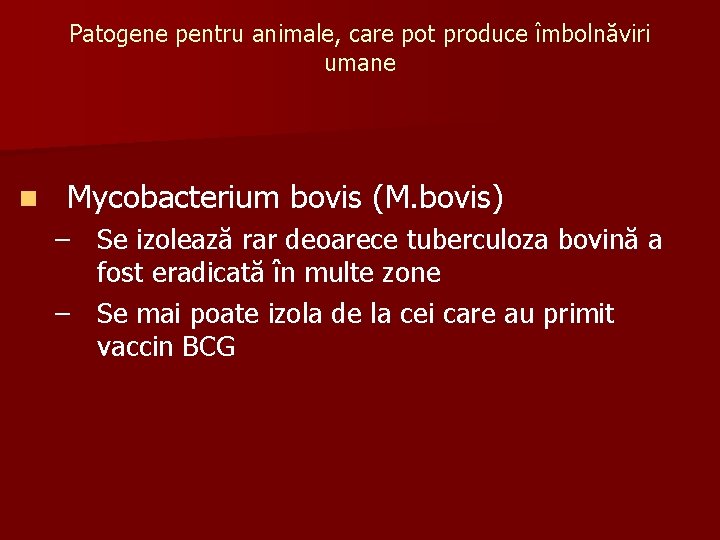 Patogene pentru animale, care pot produce îmbolnăviri umane n Mycobacterium bovis (M. bovis) –