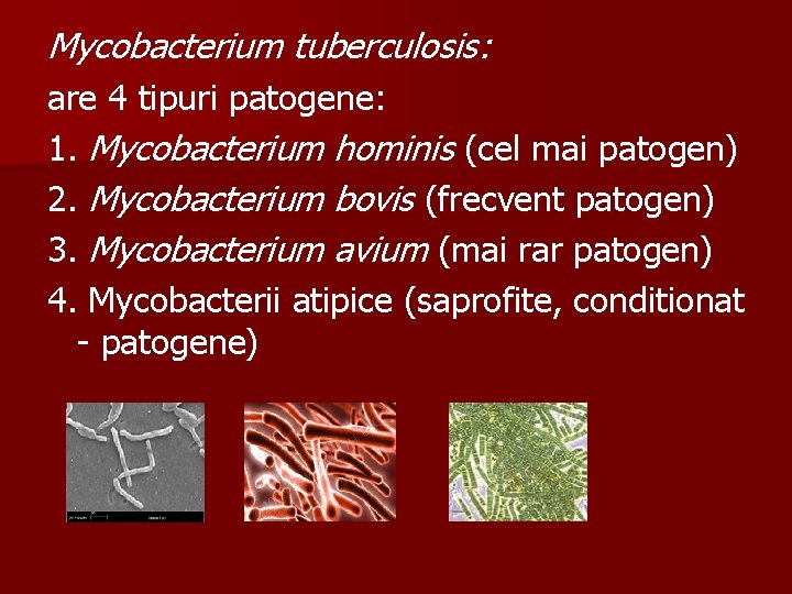 Mycobacterium tuberculosis: are 4 tipuri patogene: 1. Mycobacterium hominis (cel mai patogen) 2. Mycobacterium