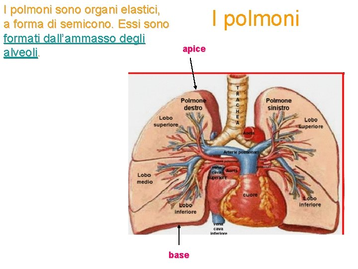 I polmoni sono organi elastici, a forma di semicono. Essi sono formati dall’ammasso degli