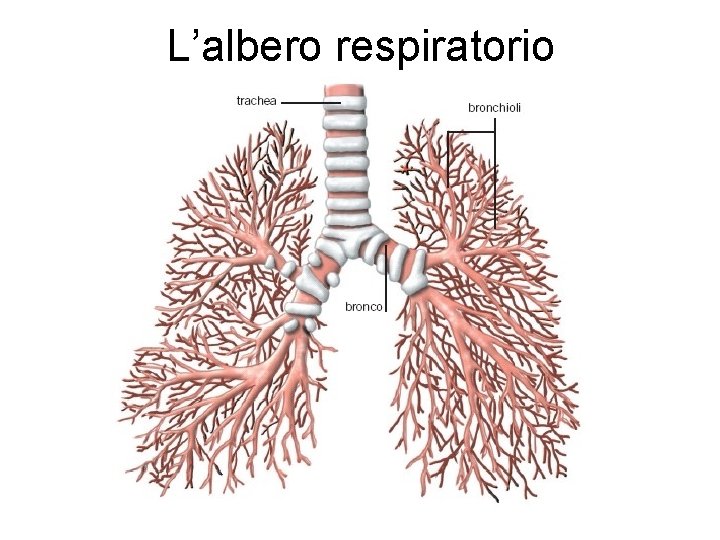 L’albero respiratorio 