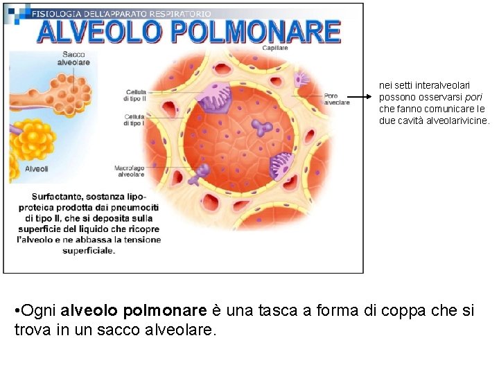 nei setti interalveolari possono osservarsi pori che fanno comunicare le due cavità alveolarivicine. •