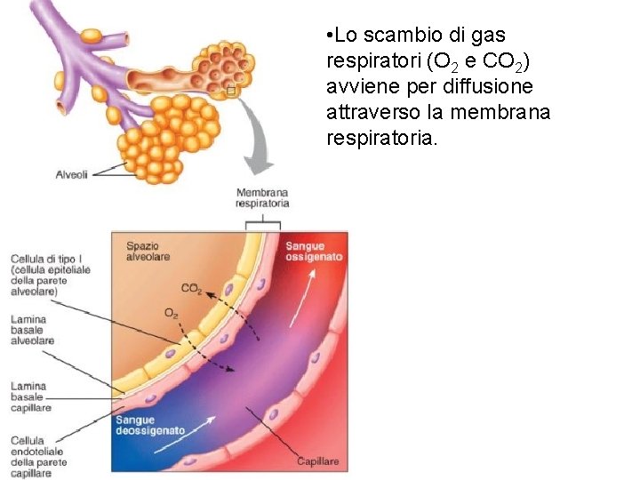  • Lo scambio di gas respiratori (O 2 e CO 2) avviene per