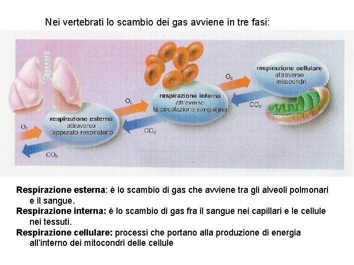 Nei vertebrati lo scambio dei gas avviene in tre fasi: Respirazione esterna: è lo