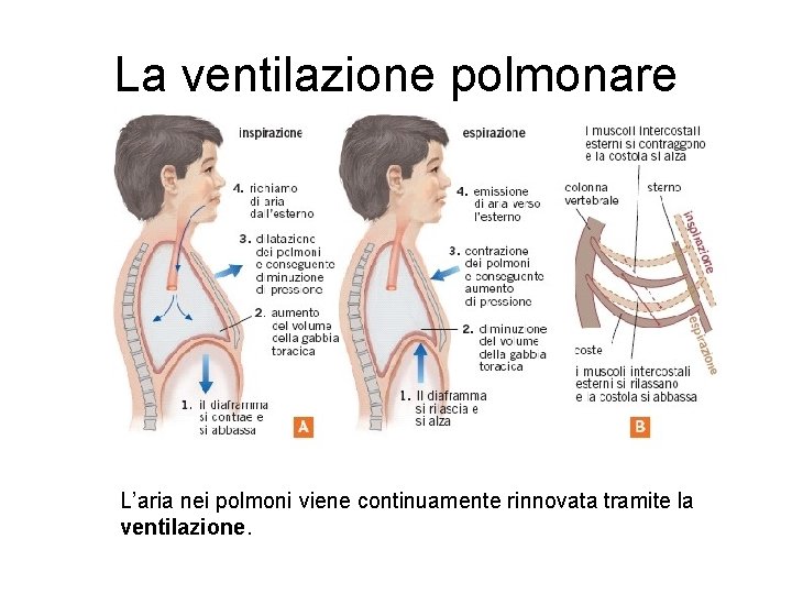 La ventilazione polmonare L’aria nei polmoni viene continuamente rinnovata tramite la ventilazione. 