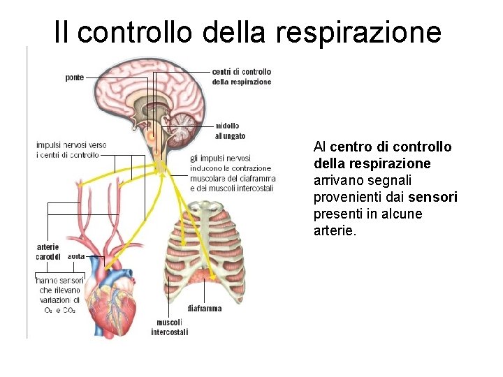 Il controllo della respirazione Al centro di controllo della respirazione arrivano segnali provenienti dai