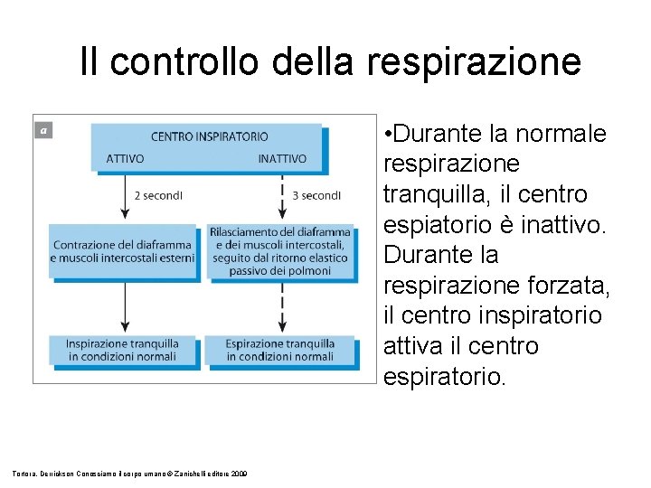 Il controllo della respirazione • Durante la normale respirazione tranquilla, il centro espiatorio è