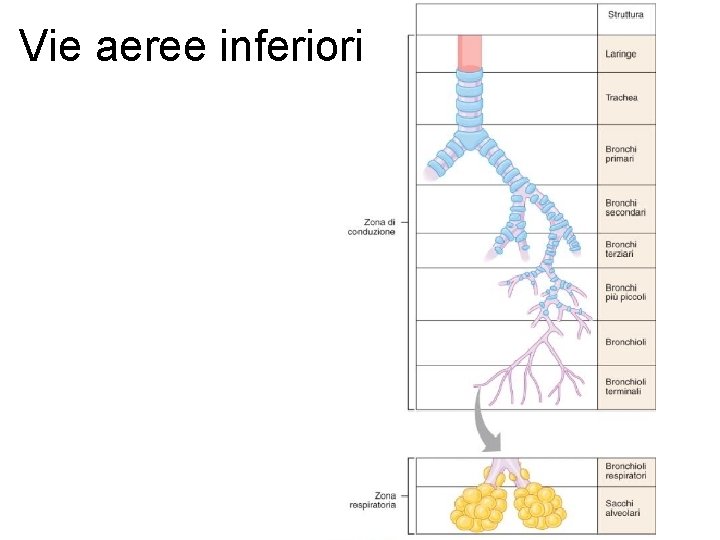 Vie aeree inferiori 