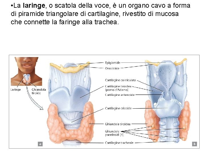  • La laringe, o scatola della voce, è un organo cavo a forma