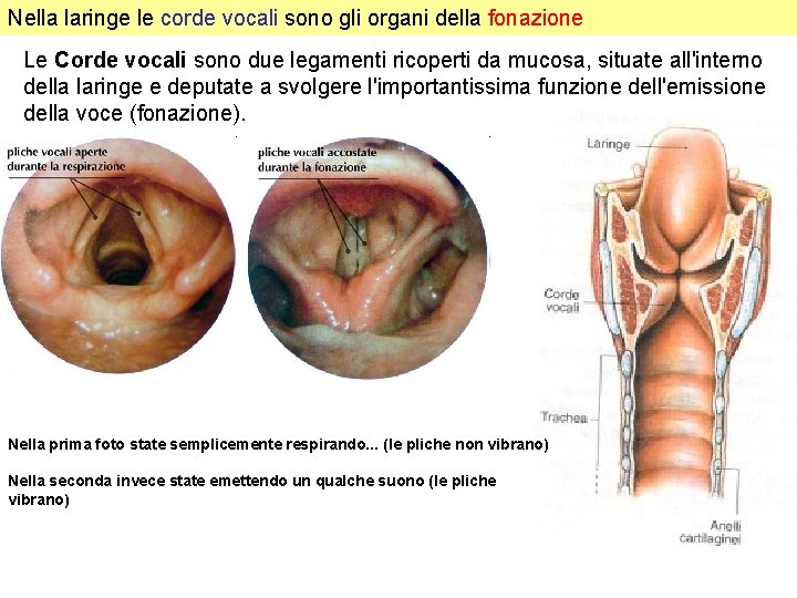 Nella laringe le corde vocali sono gli organi della fonazione Le Corde vocali sono