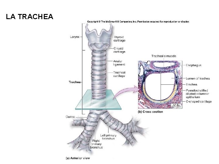 LA TRACHEA 