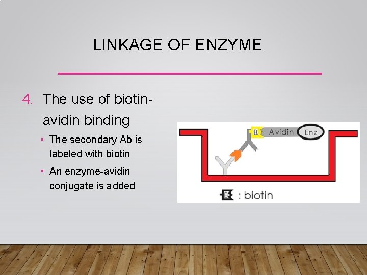 LINKAGE OF ENZYME 4. The use of biotinavidin binding • The secondary Ab is