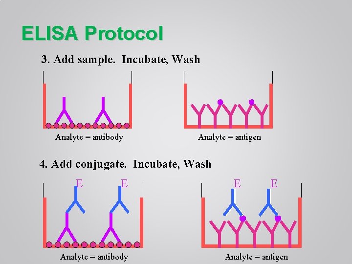 ELISA Protocol 3. Add sample. Incubate, Wash Analyte = antibody Analyte = antigen 4.