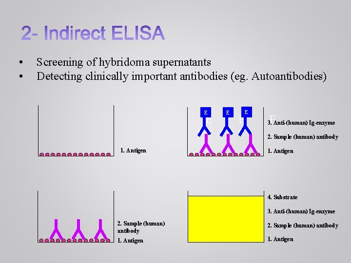  • • Screening of hybridoma supernatants Detecting clinically important antibodies (eg. Autoantibodies) E