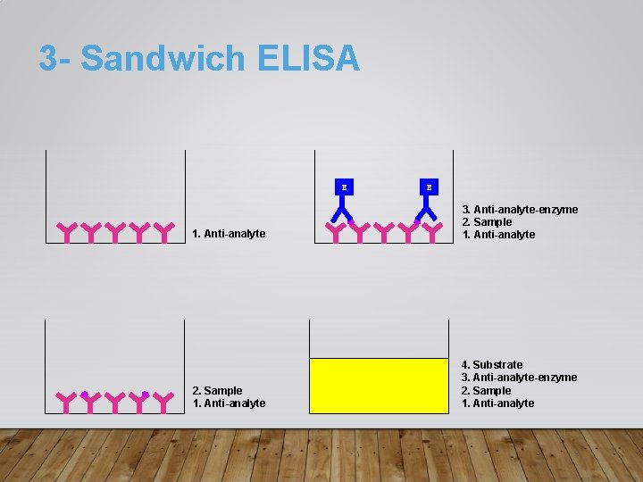 3 - Sandwich ELISA E E 1. Anti-analyte 3. Anti-analyte-enzyme 2. Sample 1. Anti-analyte