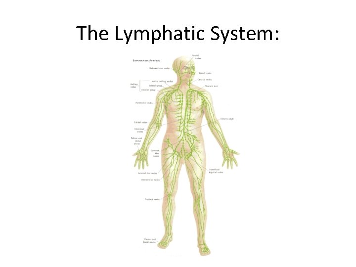 The Lymphatic System: 