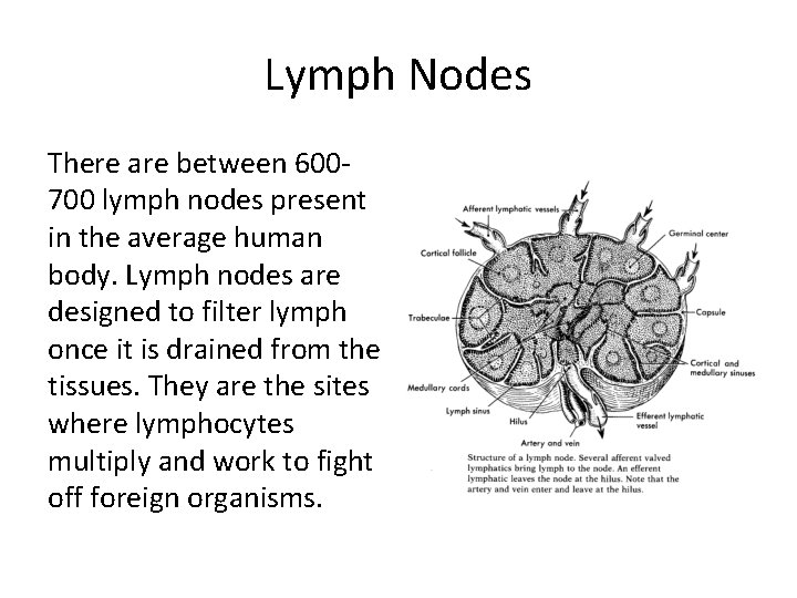 Lymph Nodes There are between 600700 lymph nodes present in the average human body.