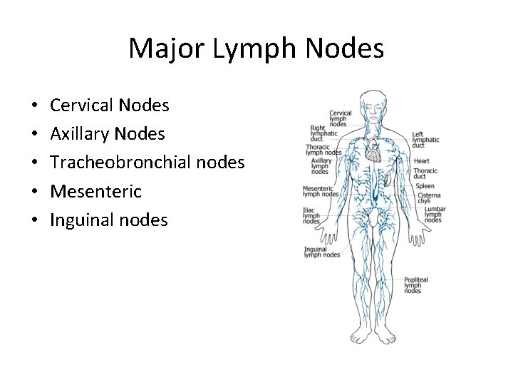 Major Lymph Nodes • • • Cervical Nodes Axillary Nodes Tracheobronchial nodes Mesenteric Inguinal