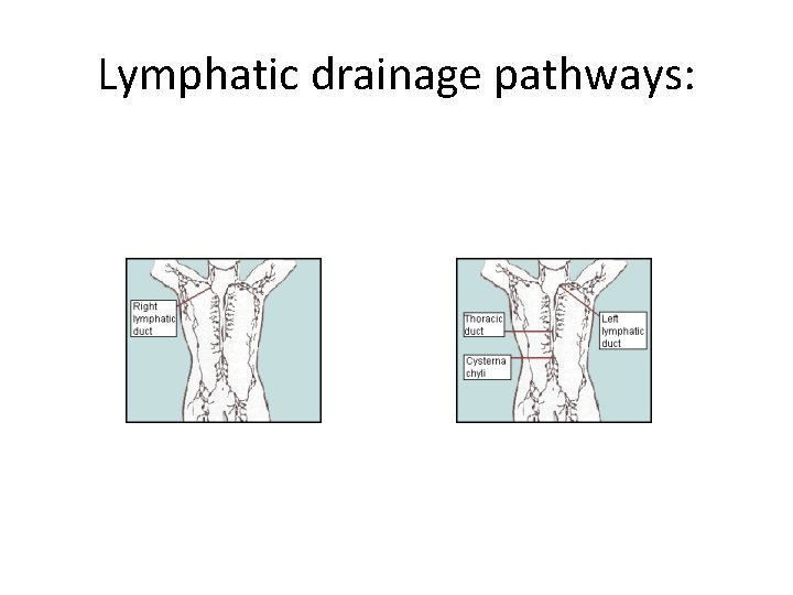 Lymphatic drainage pathways: 