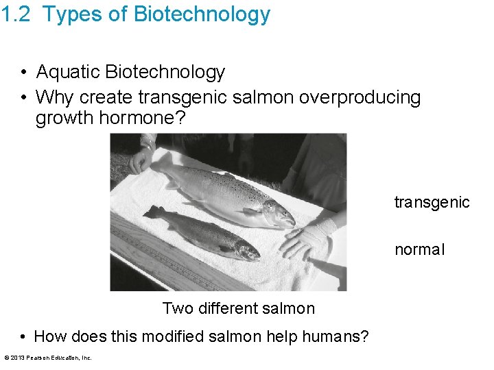 1. 2 Types of Biotechnology • Aquatic Biotechnology • Why create transgenic salmon overproducing