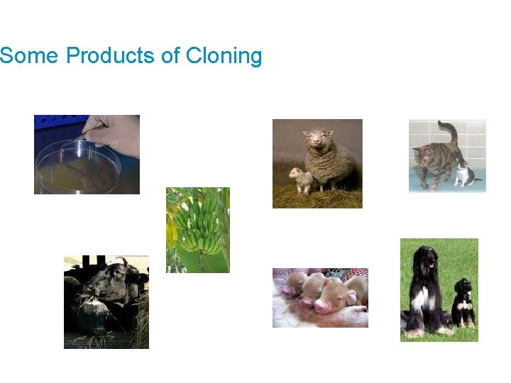 Some Products of Cloning 
