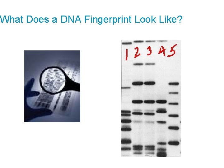 What Does a DNA Fingerprint Look Like? 