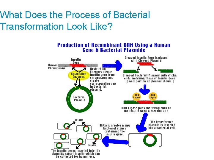 What Does the Process of Bacterial Transformation Look Like? 