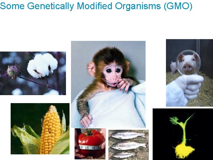 Some Genetically Modified Organisms (GMO) 