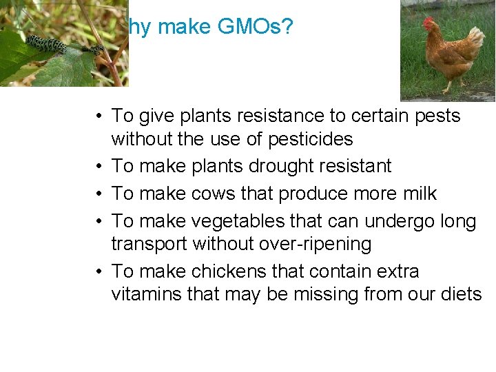 Why make GMOs? • To give plants resistance to certain pests without the use
