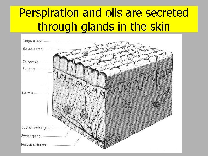 Perspiration and oils are secreted through glands in the skin 