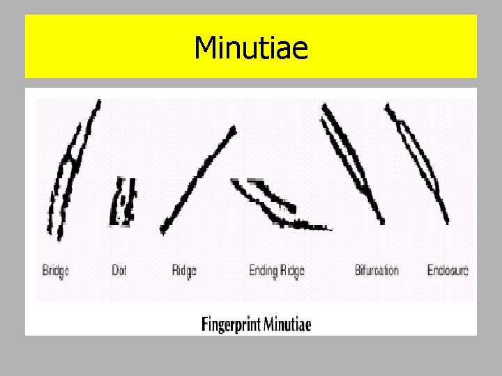 Minutiae 