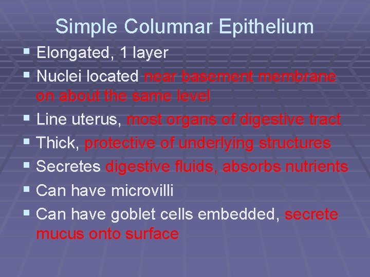 Simple Columnar Epithelium § Elongated, 1 layer § Nuclei located near basement membrane on