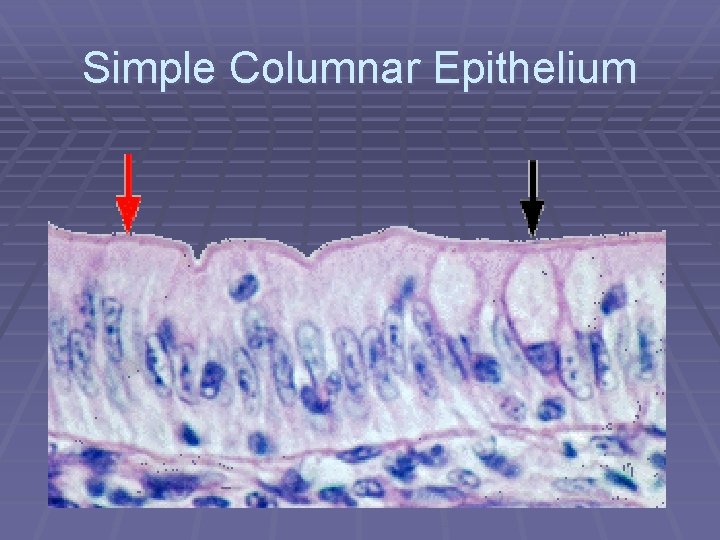 Simple Columnar Epithelium 