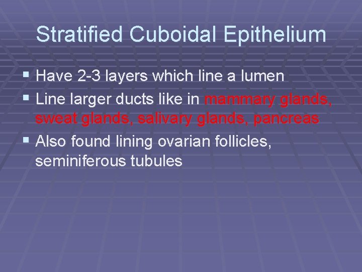 Stratified Cuboidal Epithelium § Have 2 -3 layers which line a lumen § Line