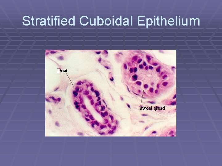 Stratified Cuboidal Epithelium 